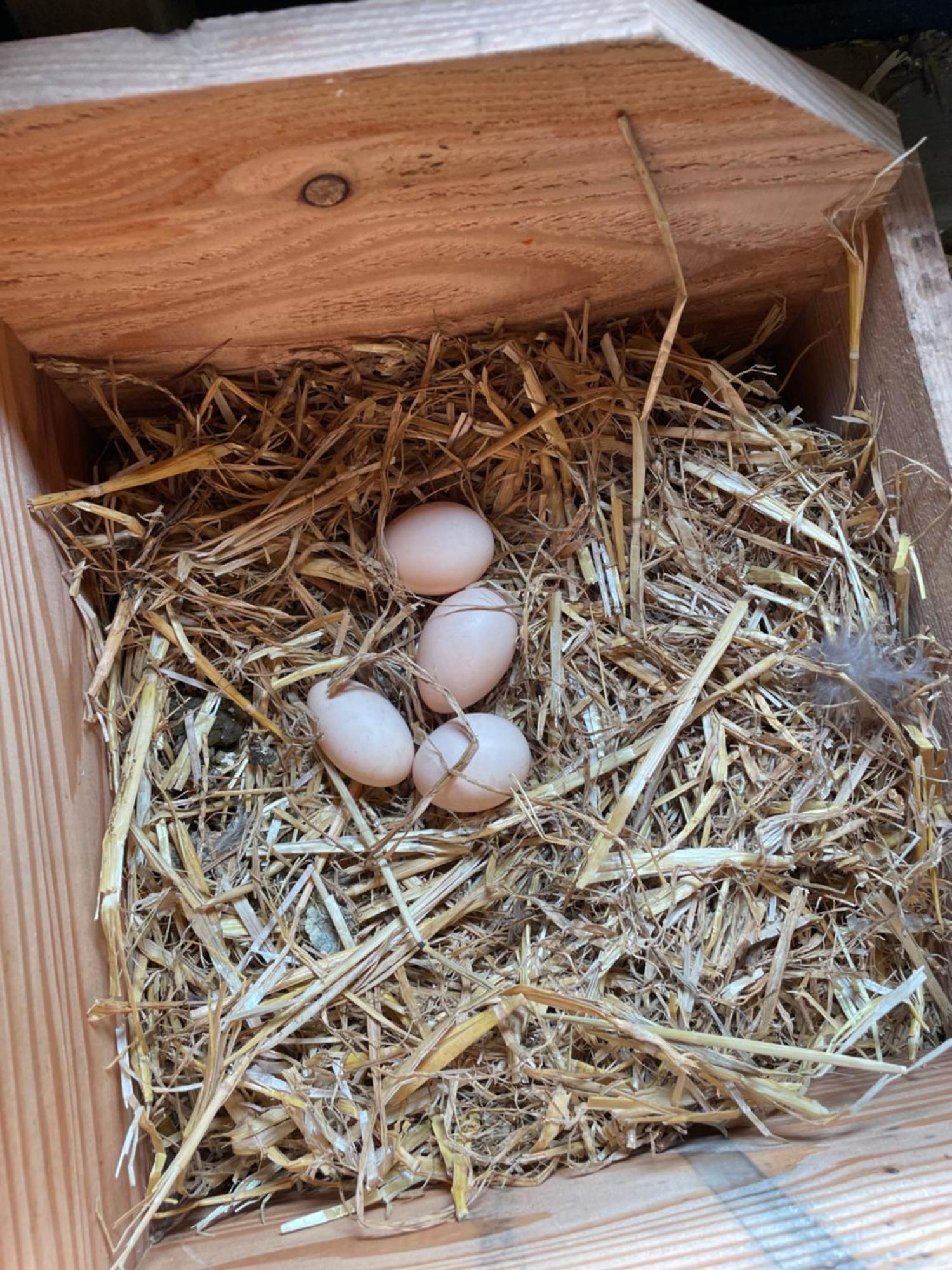 Appartement De Dageraad In Monumentale Boerderij Kimswerd Eksteriør bilde